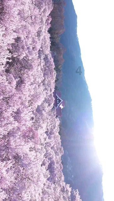 伪满皇宫博物院皇宫剧场暂停观影2天